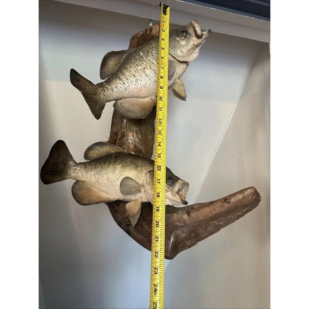 2 Fish Taxidermy Wall Mount on Driftwood (Crappie? Smallmouth Bass? - 14